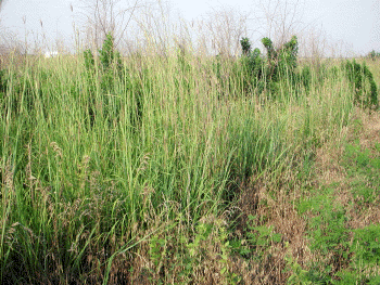 Wildlife Considerations When Haying or Grazing Native Warm-Season ...