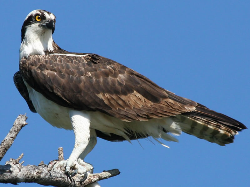 Osprey: A Treasure of the Chesapeake – Chesapeake Wildlife Heritage