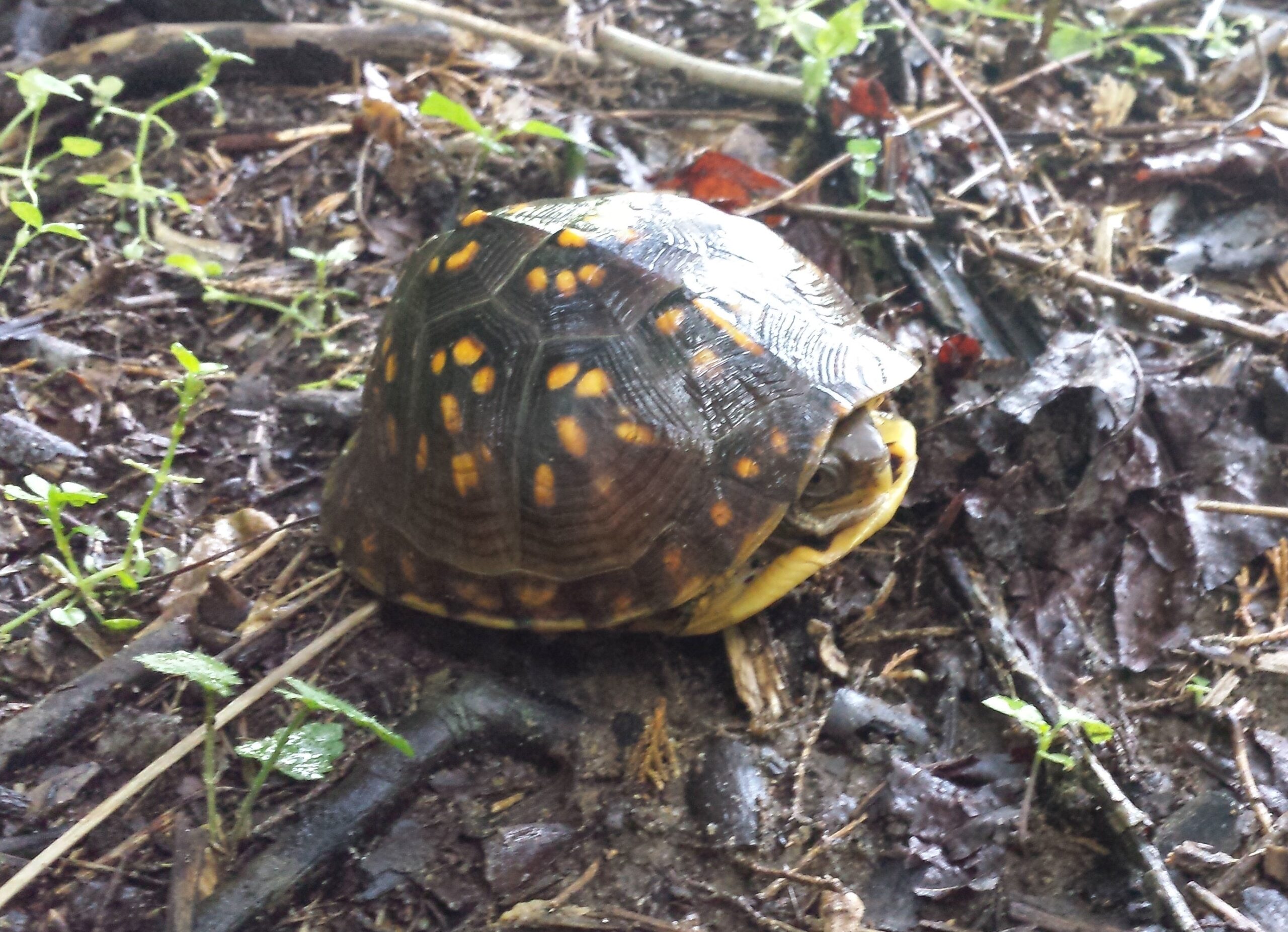 Core Programs – Chesapeake Wildlife Heritage